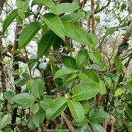 Danais fragrans.liane jaune.lingue noir ( au premier plan ) .rubiaceae.endémique Madagascar Mascareignes..jpeg