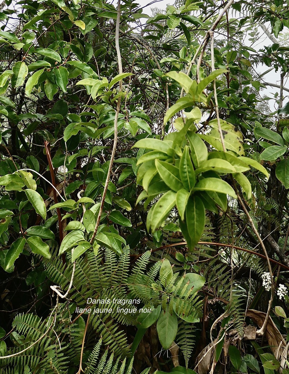 Danais fragrans.liane jaune.lingue noir.( au premier plan ) rubiaceae.endémique Madagascar Mascareignes..jpeg