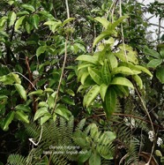 Danais fragrans.liane jaune.lingue noir.( au premier plan ) rubiaceae.endémique Madagascar Mascareignes..jpeg