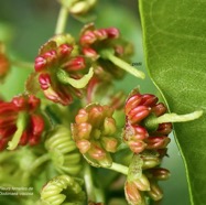 Dodonaea viscosa .bois d’arnette .( fleurs femelles ).sapindaceae.indigène Réunion..jpeg