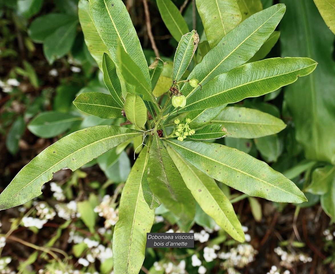 Dodonaea viscosa .bois d’arnette .sapindaceae.indigène Réunion. (1).jpeg