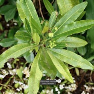 Dodonaea viscosa .bois d’arnette .sapindaceae.indigène Réunion. (1).jpeg