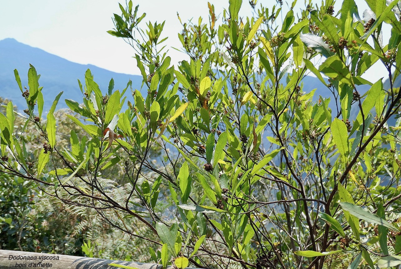 Dodonaea viscosa .bois d’arnette .sapindaceae.indigène Réunion..jpeg