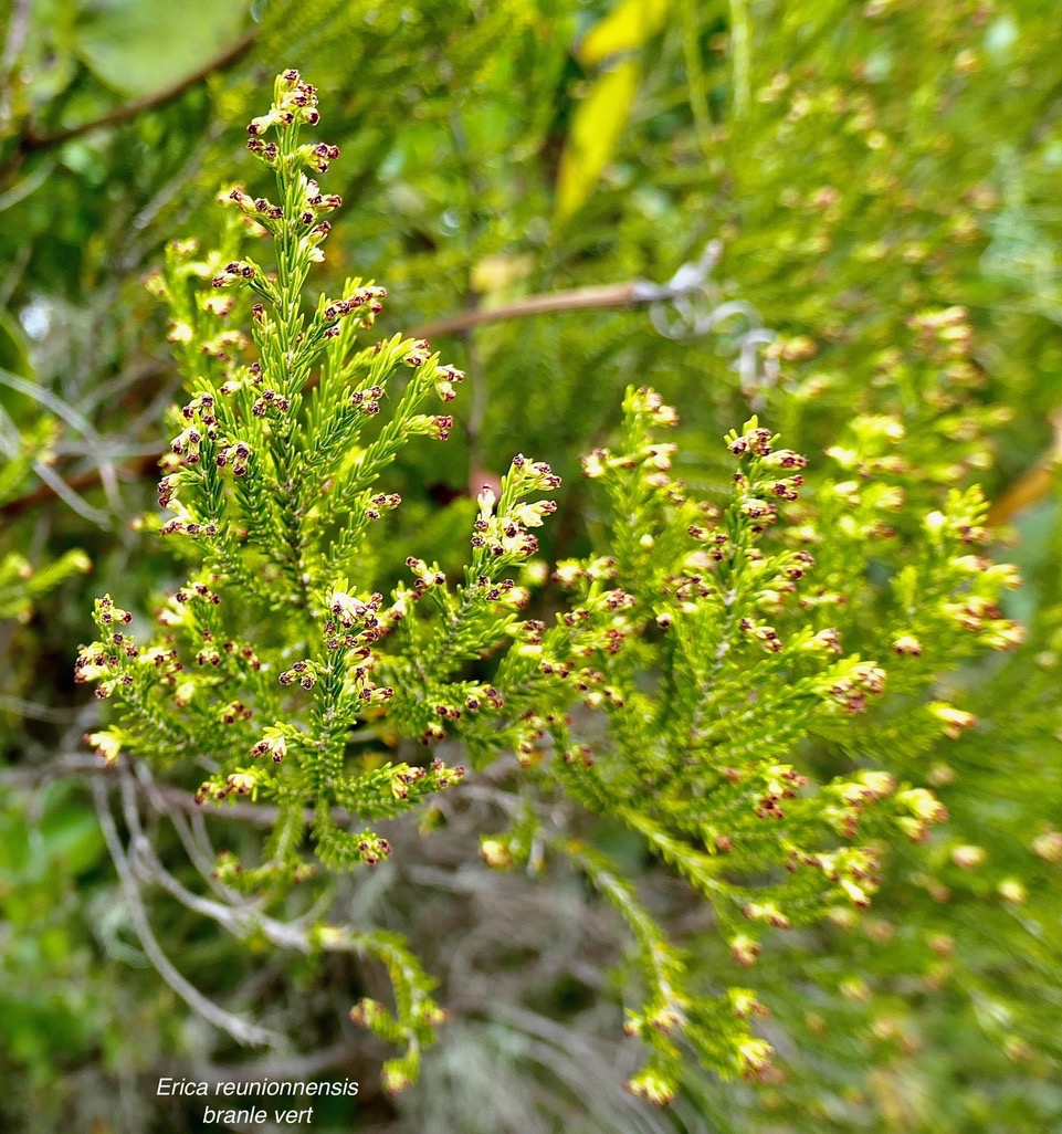 Erica reunionnensis.branle vert.ericaceae.endémique Réunion..jpeg