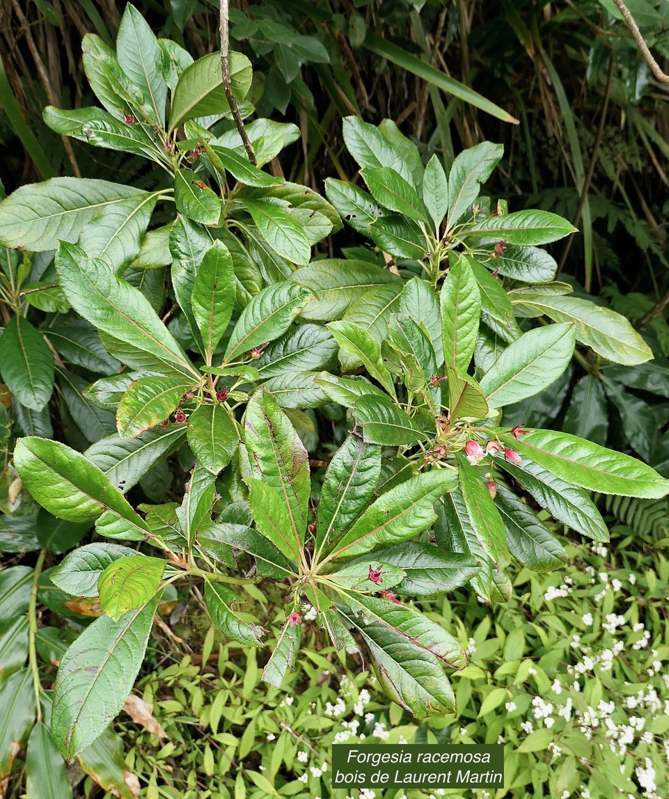 Forgesia racemosa.bois de Laurent-Martin.escalloniaceae.endémique Réunion..jpeg