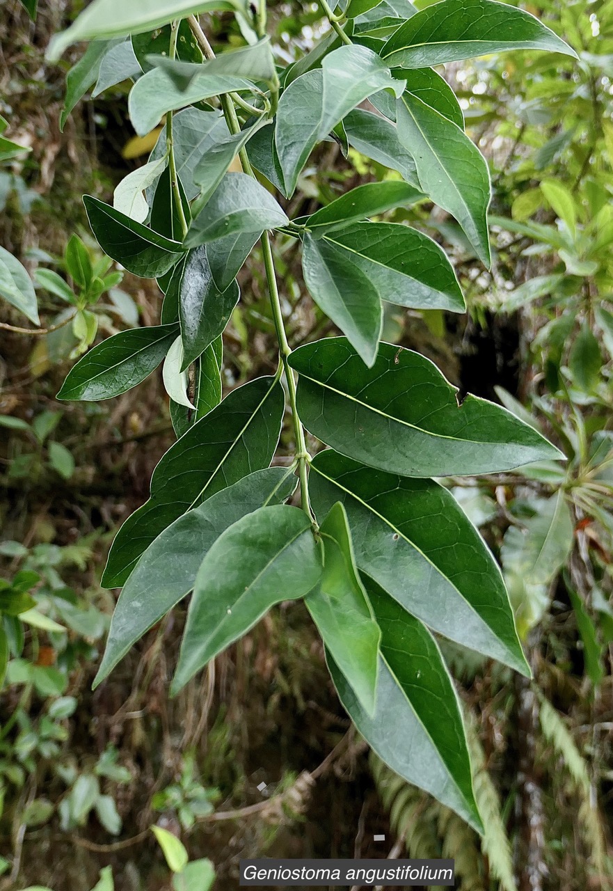 Geniostoma angustifolium .bois bleu. bois de piment; bois de rat. loganiaceae. endémique Réunion Maurice..jpeg