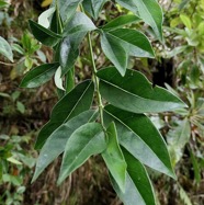 Geniostoma angustifolium .bois bleu. bois de piment; bois de rat. loganiaceae. endémique Réunion Maurice..jpeg