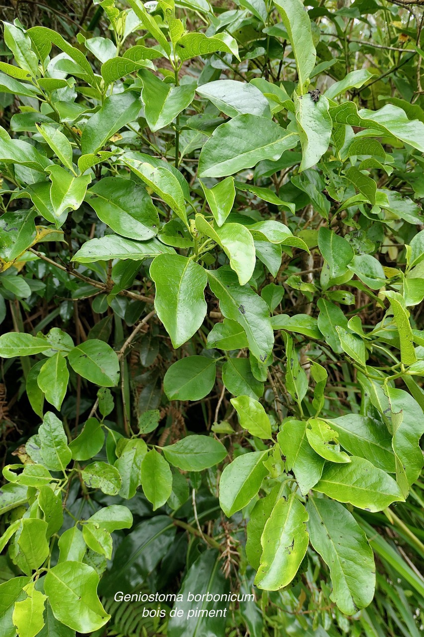 Geniostoma borbonicum  Bois de piment  bois de rat. loganiaceae endémique Réunion Maurice..jpeg