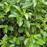 Geniostoma borbonicum  Bois de piment  bois de rat. loganiaceae endémique Réunion Maurice..jpeg