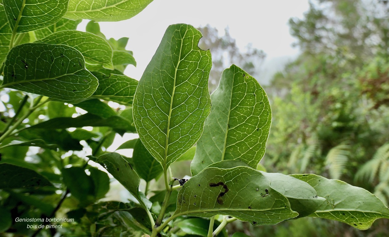 Geniostoma borbonicum  Bois de piment  bois de rat.( nervation face inférieure des feuilles )  loganiaceae endémique Réunion Maurice..jpeg