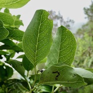 Geniostoma borbonicum  Bois de piment  bois de rat.( nervation face inférieure des feuilles )  loganiaceae endémique Réunion Maurice..jpeg