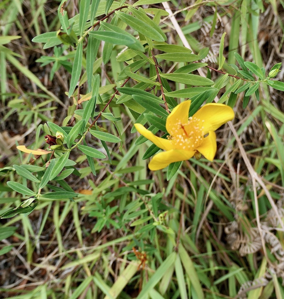 Hypericum lanceolatum subsp lanceolatum.fleur jaune des bas.hypericaceae.indigène Mascareignes. (1).jpeg