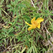 Hypericum lanceolatum subsp lanceolatum.fleur jaune des bas.hypericaceae.indigène Mascareignes. (1).jpeg