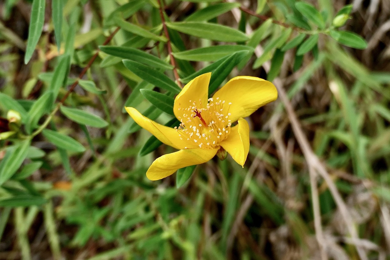 Hypericum lanceolatum subsp lanceolatum.fleur jaune des bas.hypericaceae.indigène Mascareignes..jpeg