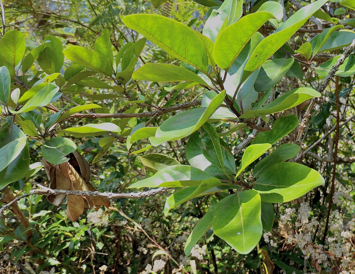 Nuxia verticillata.bois maigre.stilbaceae.endémique Réunion Maurice..jpeg