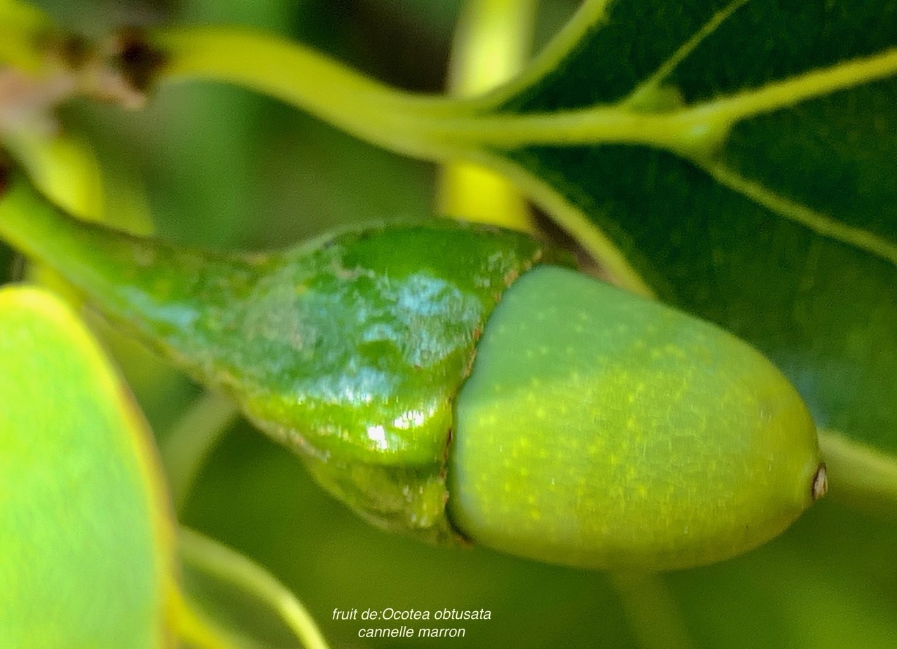 Ocotea obtusata  Cannelle marron .lauraceae. endémique Réunion Maurice. (1).jpeg