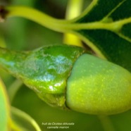 Ocotea obtusata  Cannelle marron .lauraceae. endémique Réunion Maurice. (1).jpeg