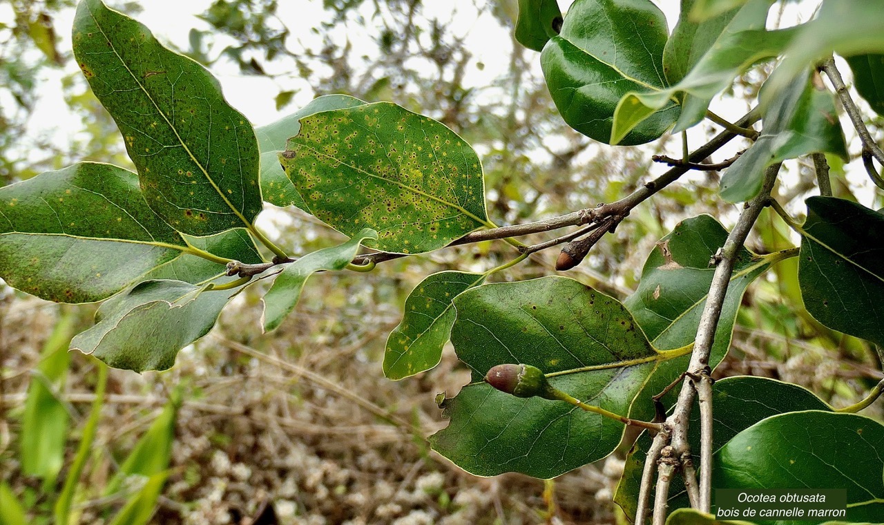 Ocotea obtusata  Cannelle marron .lauraceae. endémique Réunion Maurice. (2).jpeg