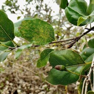 Ocotea obtusata  Cannelle marron .lauraceae. endémique Réunion Maurice. (2).jpeg