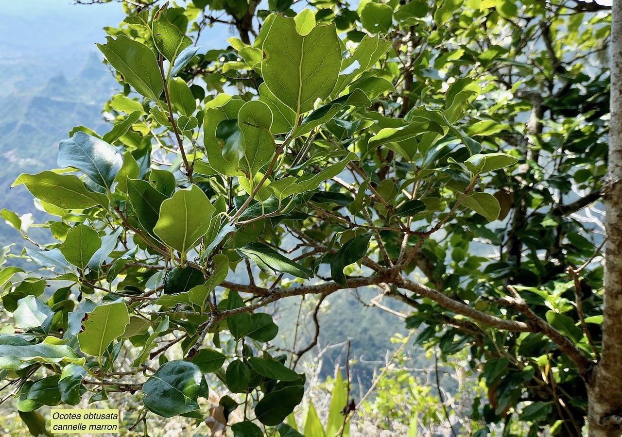 Ocotea obtusata  Cannelle marron .lauraceae. endémique Réunion Maurice..jpeg