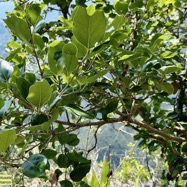 Ocotea obtusata  Cannelle marron .lauraceae. endémique Réunion Maurice..jpeg