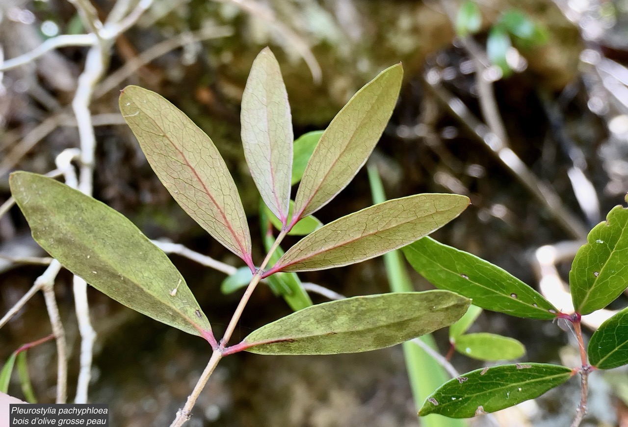 Pleurostylia pachyphloea.bois d’olive grosse peau.celastraceae.endémique Réunion. (1).jpeg