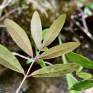 Pleurostylia pachyphloea.bois d’olive grosse peau.celastraceae.endémique Réunion. (1).jpeg