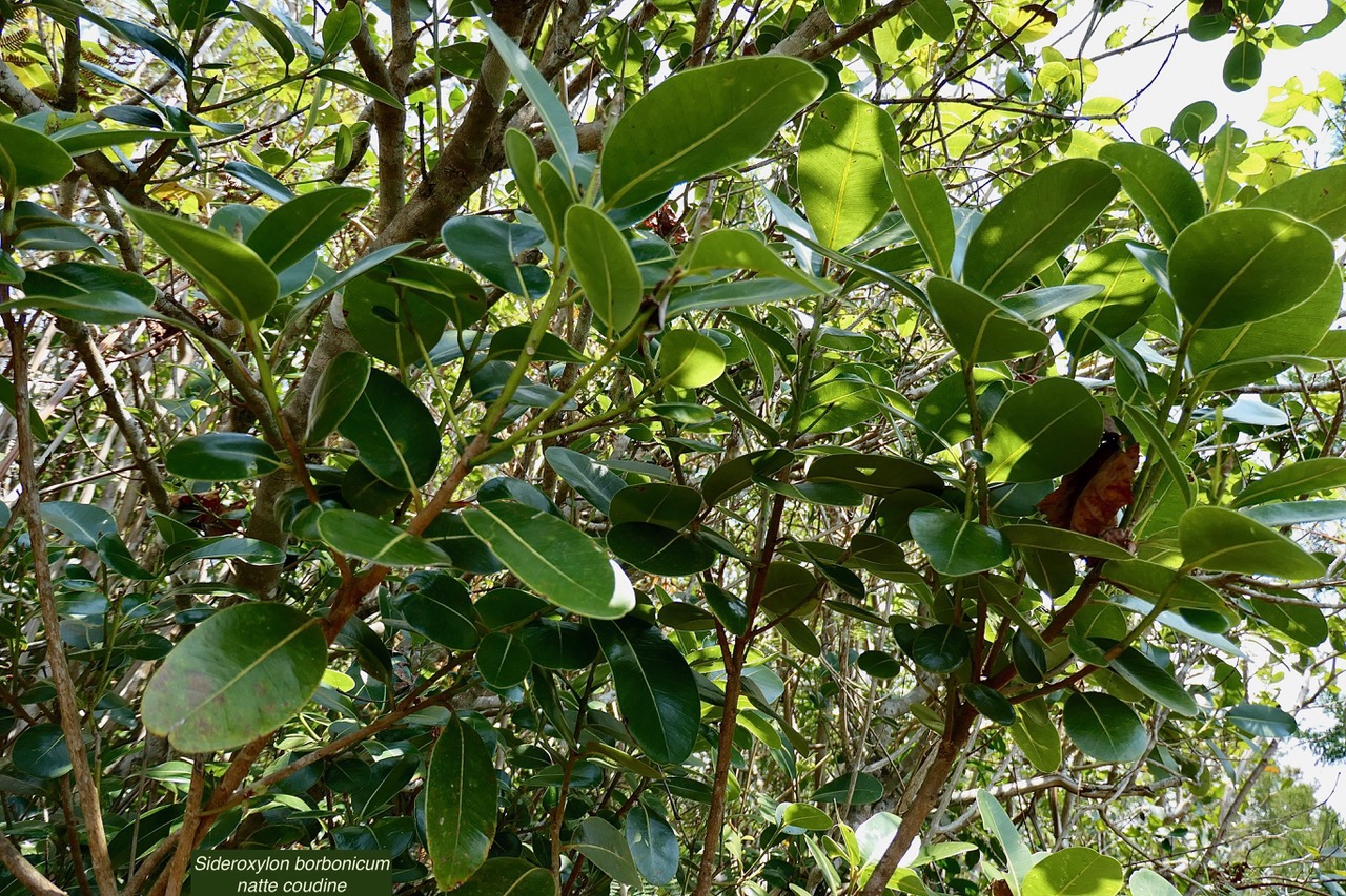 Sideroxylon borbonicum  Bois de fer bâtard .natte coudine .sapotaceae.endémique Réunion.jpeg