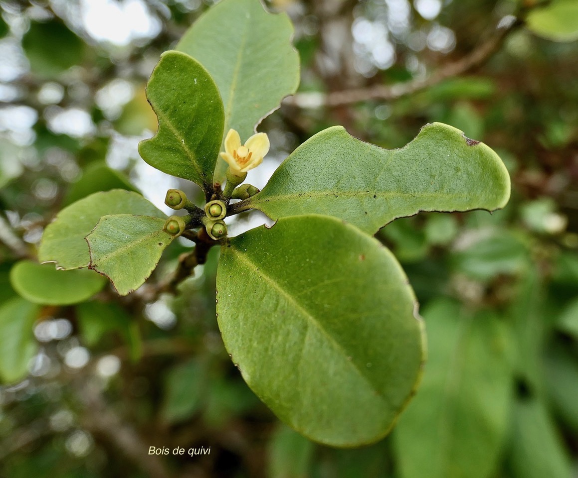 Turraea ovata  ? Bois  de  quivi .petit quivi .meliaceae.endémique Réunion Maurice. (1).jpeg