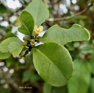 Turraea ovata  ? Bois  de  quivi .petit quivi .meliaceae.endémique Réunion Maurice. (1).jpeg