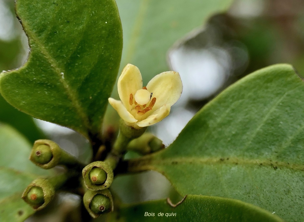 Turraea ovata  ? Bois  de  quivi .petit quivi .meliaceae.endémique Réunion Maurice. (2).jpeg