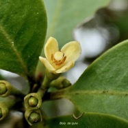 Turraea ovata  ? Bois  de  quivi .petit quivi .meliaceae.endémique Réunion Maurice. (2).jpeg