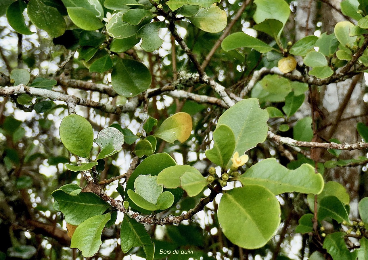 Turraea ovata  ? Bois  de  quivi .petit quivi .meliaceae.endémique Réunion Maurice..jpeg