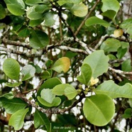 Turraea ovata  ? Bois  de  quivi .petit quivi .meliaceae.endémique Réunion Maurice..jpeg