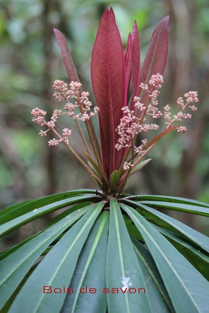 Bois de savon - Badula borbonica- Myrsinacée -B