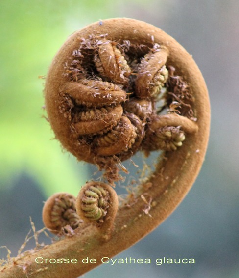 Crosse de Cyathea glauca