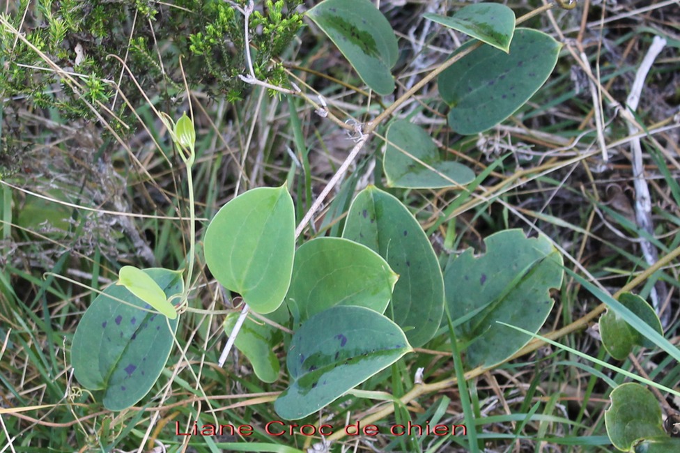 Liane Croc de chien - Smilax anceps - Smilacacée - I