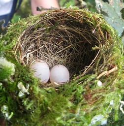 Nid de l'Oiseau la vierge