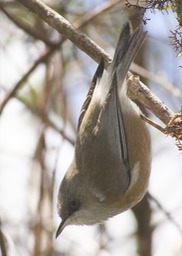 Oiseau blanc-6