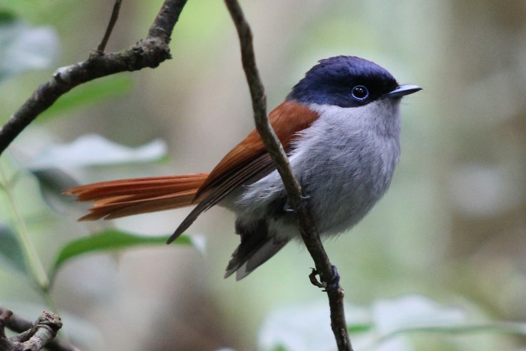 Oiseau la vierge -2