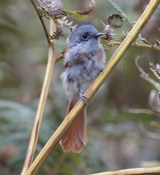 Oiseau la Vierge-1