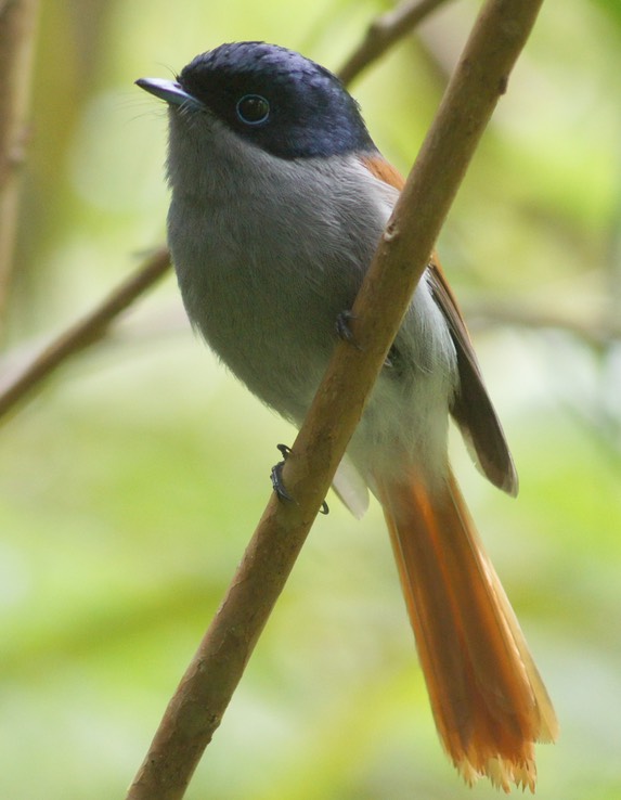 Oiseau la vierge