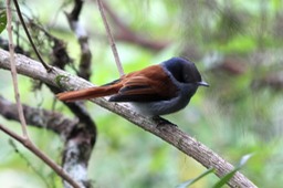 Oiseau la vierge-3