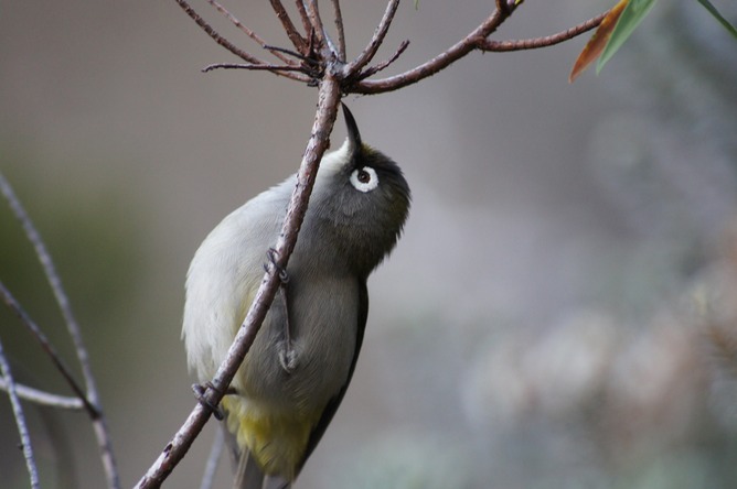 Oiseau lunette vert