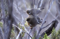 Oiseaux blancs-3