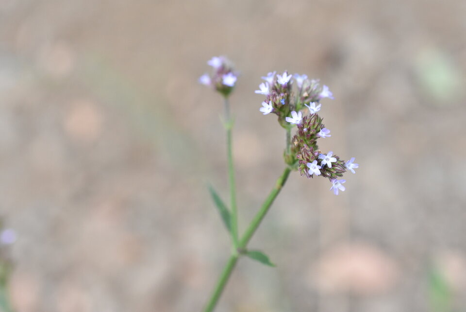 Verbenia_bonariensis_Verveine_sauvage_VERBENACEAE_Amerique_du_sud_espece_envahissante_MB3_0054