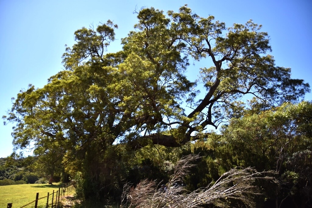 Acacia-heterophylla_Tamarin-Dodo_FABACEAE_Endemique-Reunion_MB3_4342.jpg