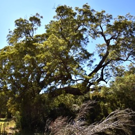 Acacia-heterophylla_Tamarin-Dodo_FABACEAE_Endemique-Reunion_MB3_4342.jpg