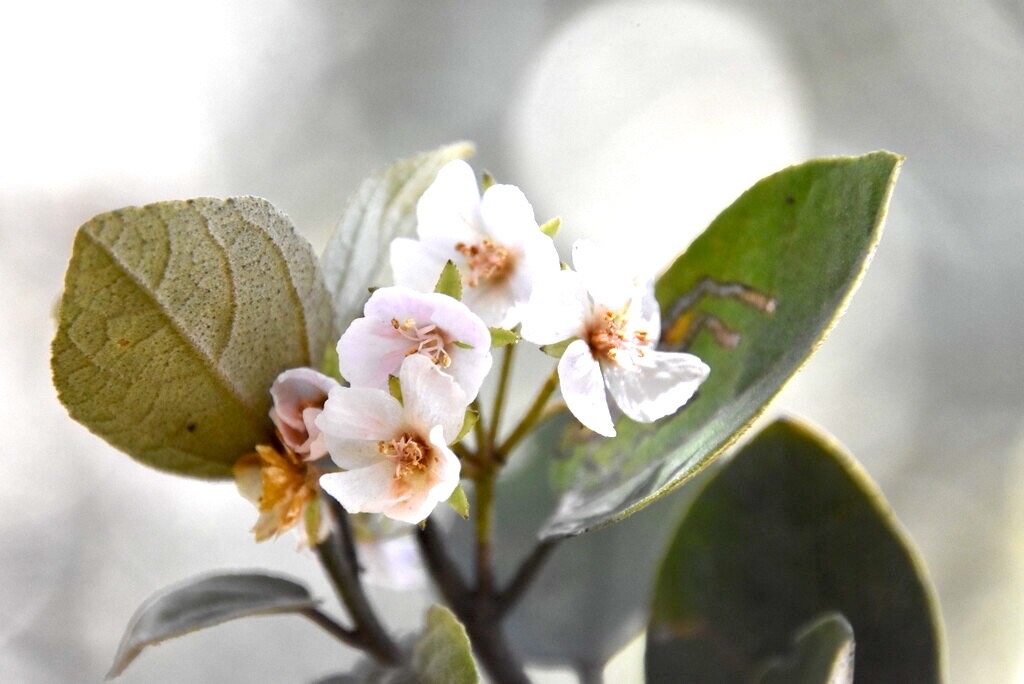 Dombeya-ficulnea_Petit-Mahot_MALVACEAE_Endemique-Reunion_MB3_4381.jpg