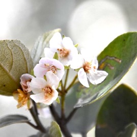 Dombeya-ficulnea_Petit-Mahot_MALVACEAE_Endemique-Reunion_MB3_4381.jpg